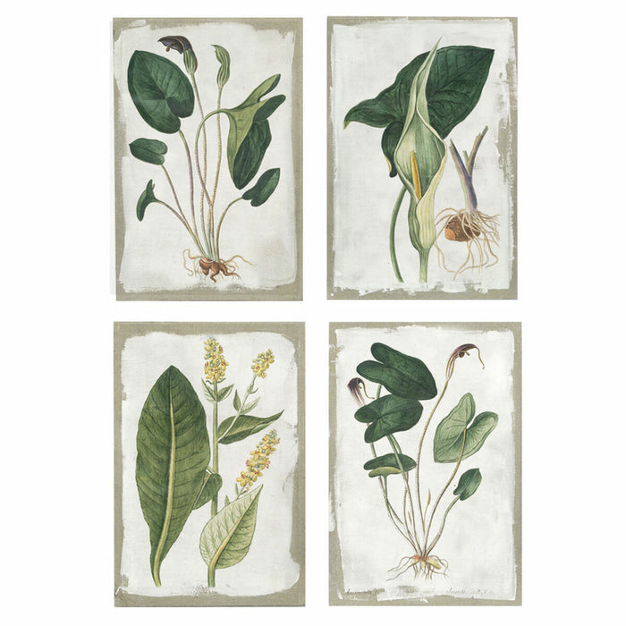 Bild DKD Home Decor Leinwand Botanische Pflanzen (4 pcs) (40 x 3 x 60 cm)